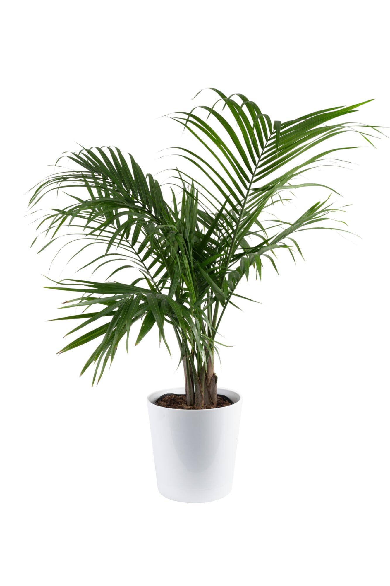 Costa Farms Cat Palm Live Plant in Decorative Pot
