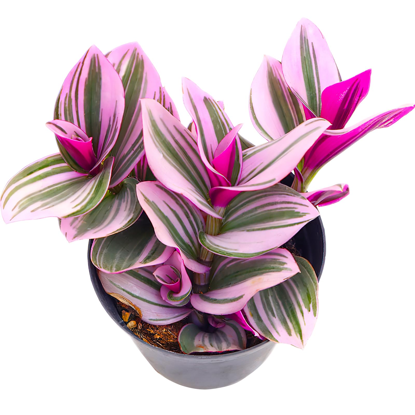 4inch Live Succulent