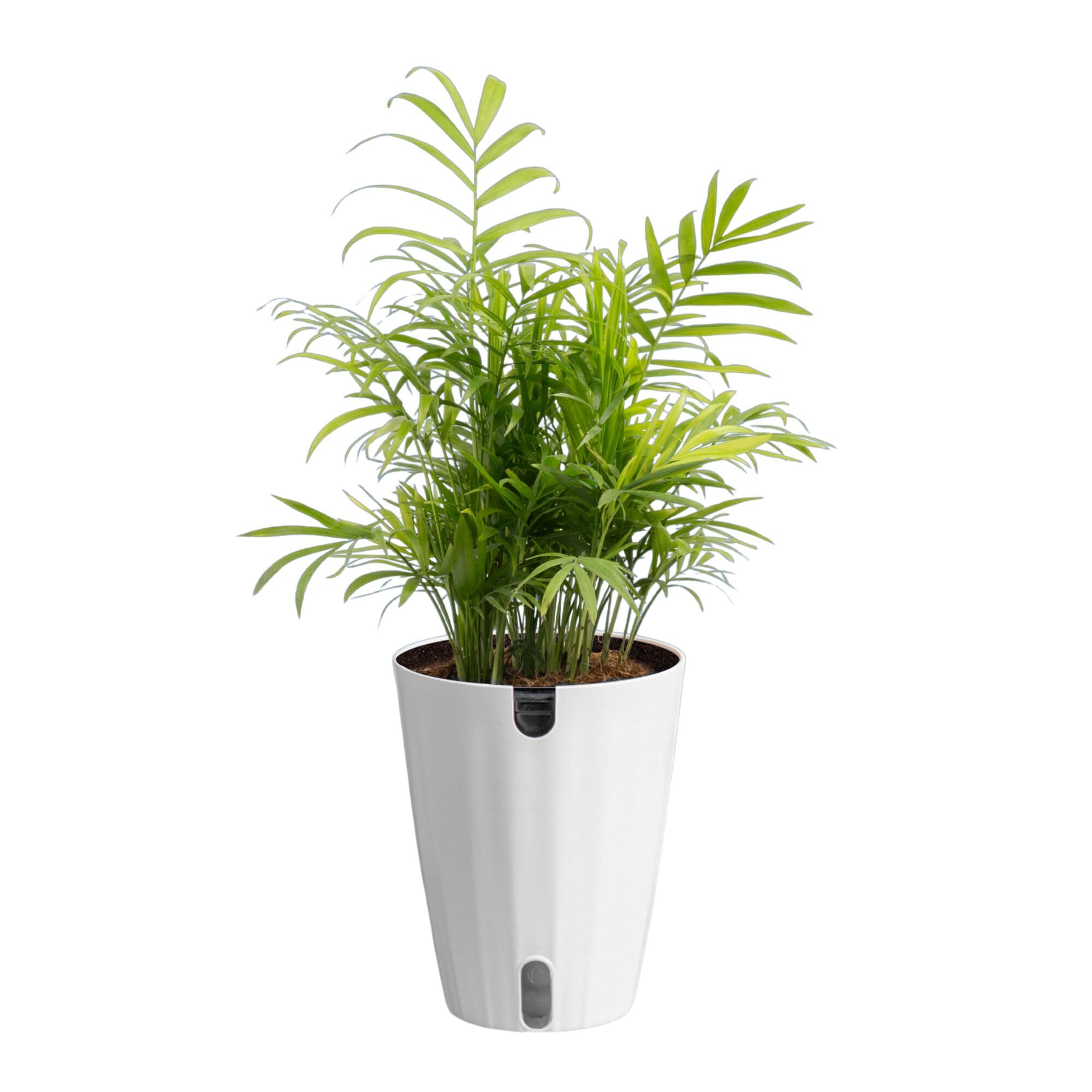 Costa Farms Cat Palm Live Plant in Decorative Pot
