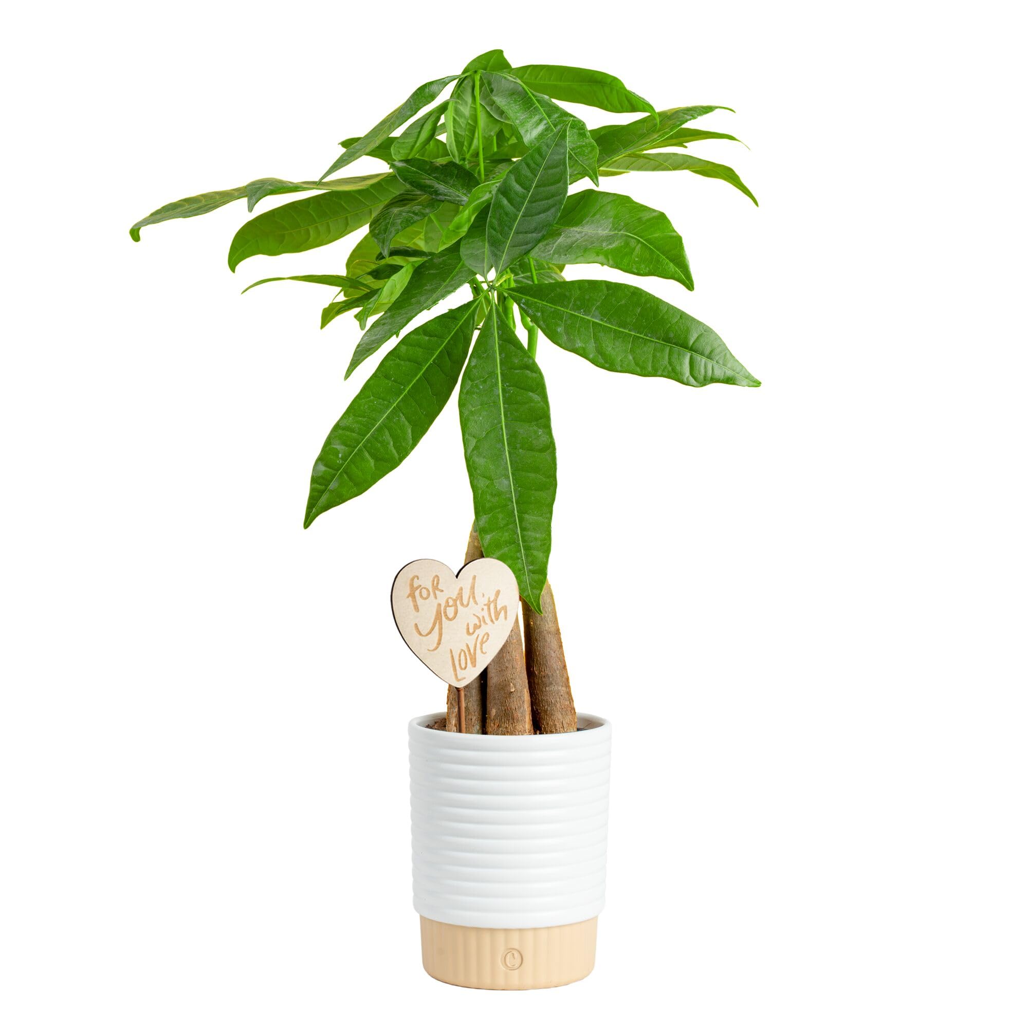 Costa Farms Money Tree Small Easy to Grow Live Indoor Plant
