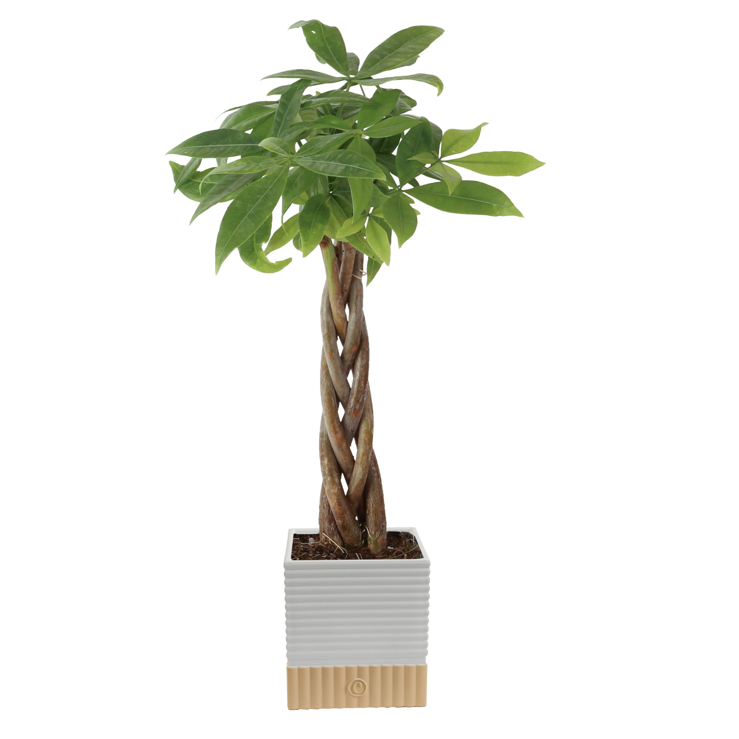 Costa Farms Money Tree Small Easy to Grow Live Indoor Plant