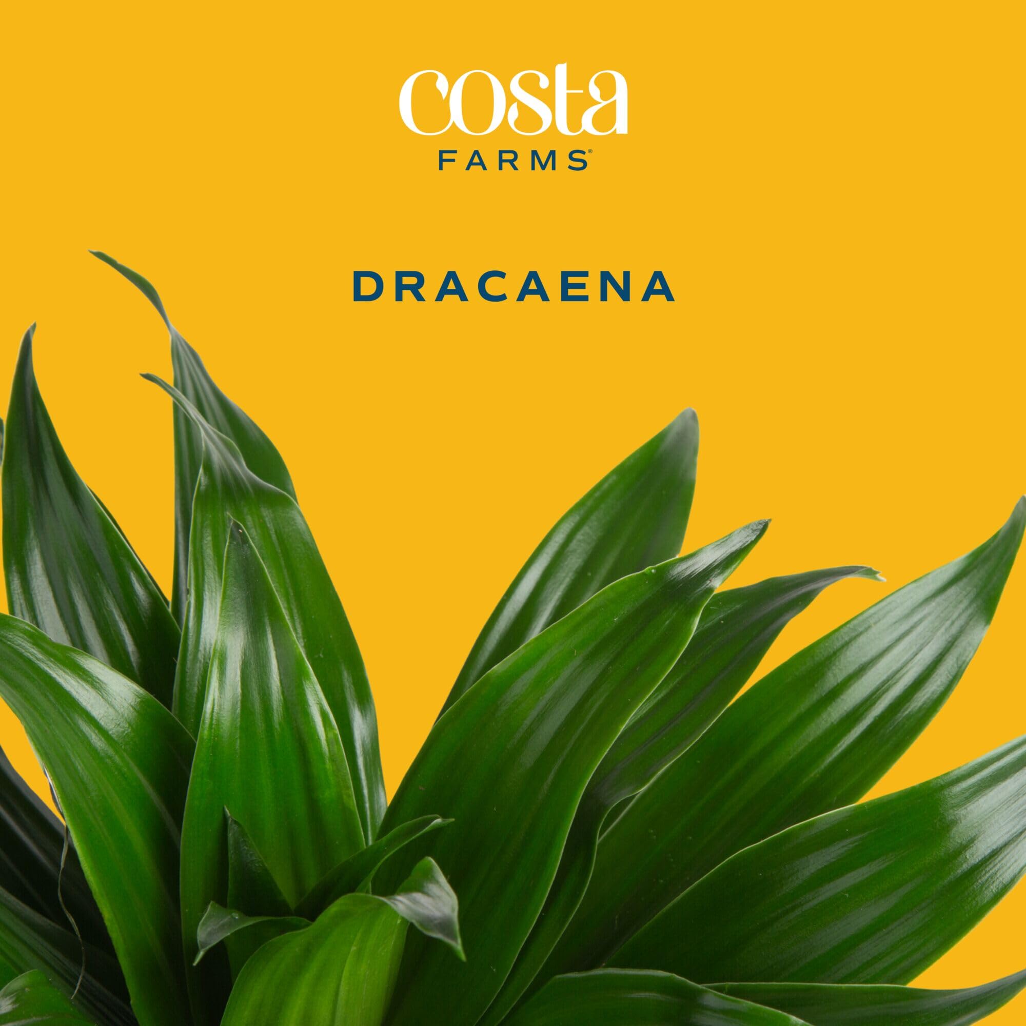 Costa Farms Dracaena Mass Cane Extra Large Live Indoor Plant