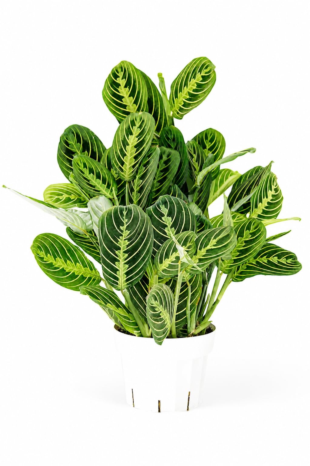 Rattlesnake Calathea Live Indoor Plant