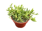 4inch Live Succulent
