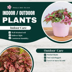 4-Pack Polka Dot Live Houseplant Collection