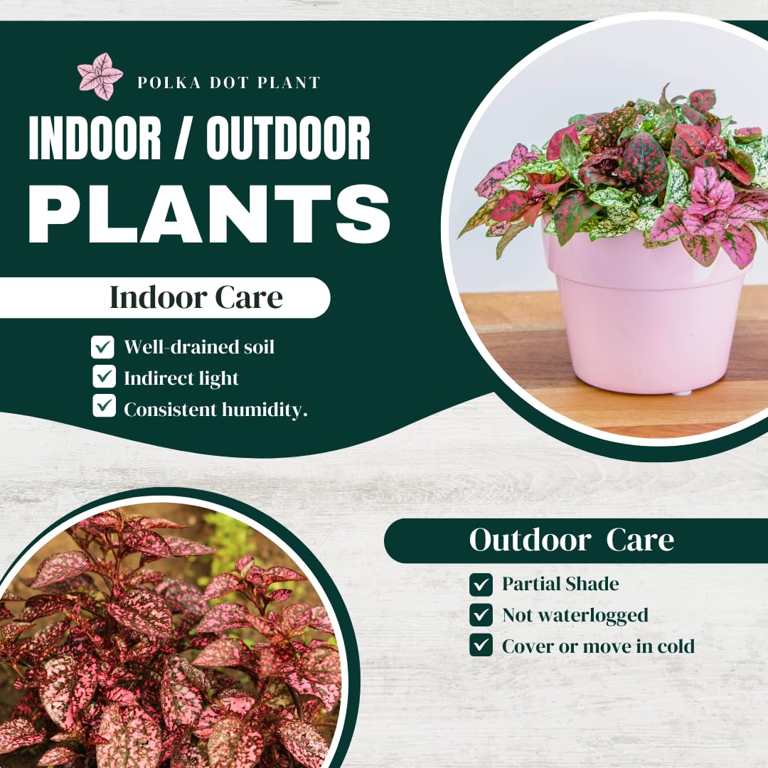 4-Pack Polka Dot Live Houseplant Collection