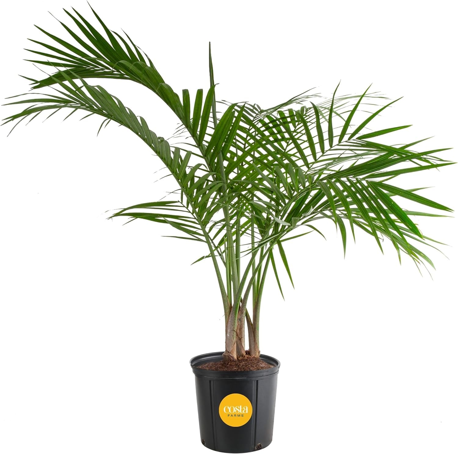Costa Farms Cat Palm Live Plant in Decorative Pot