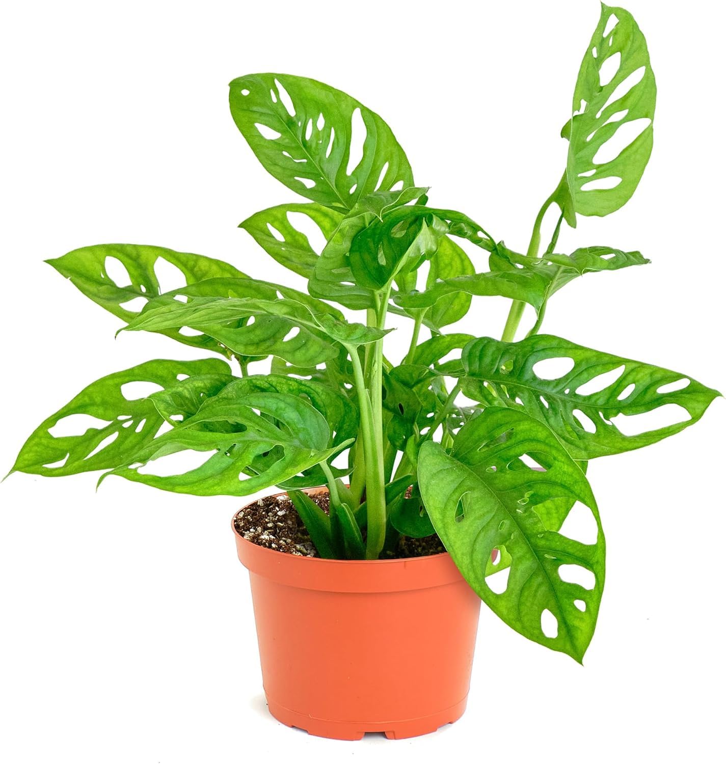 Shop Succulents Queen Fern Plant, Hanging Live Indoor Plant