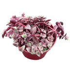 4inch Live Succulent