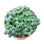 4inch Live Succulent