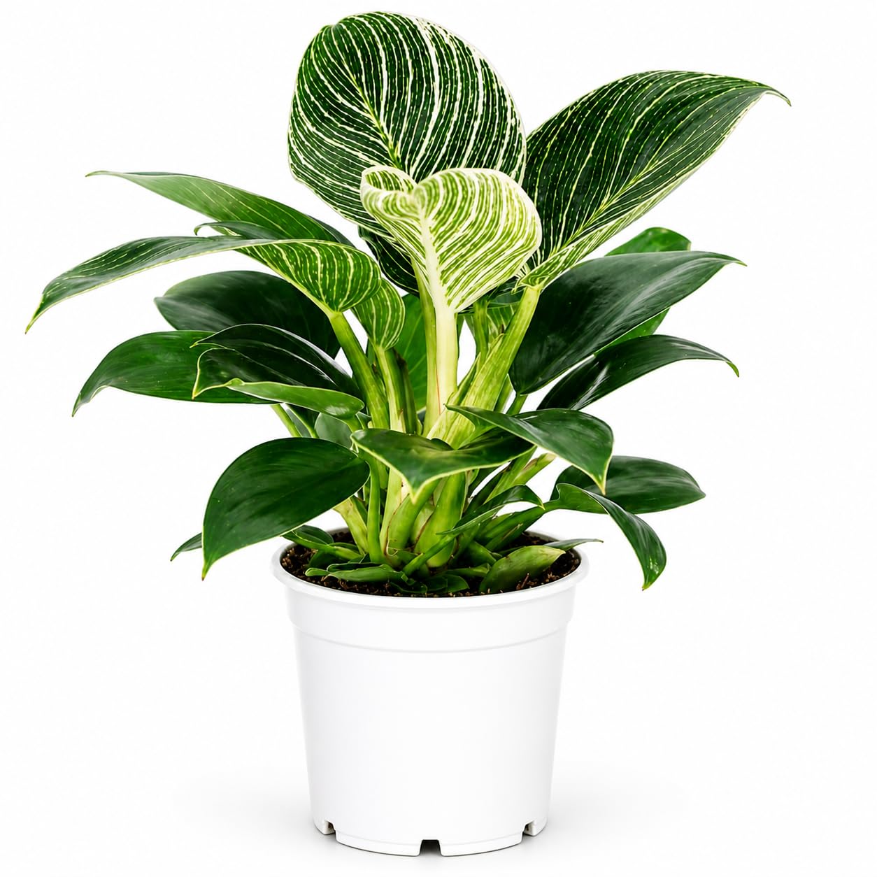 Rattlesnake Calathea Live Indoor Plant