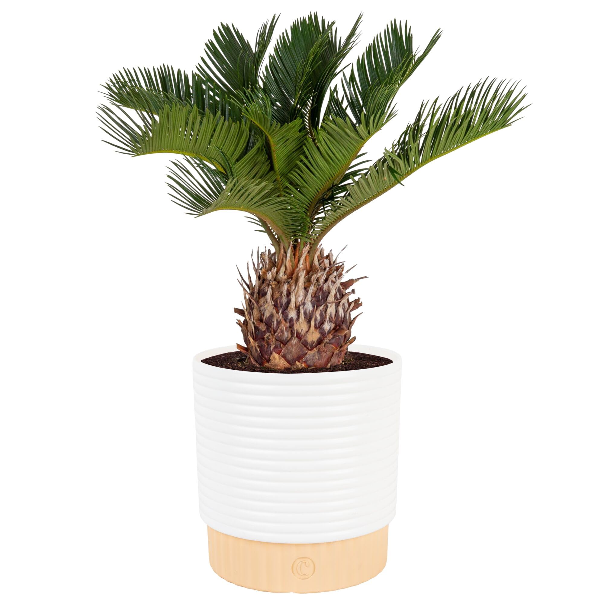 Costa Farms Cat Palm Live Plant in Decorative Pot