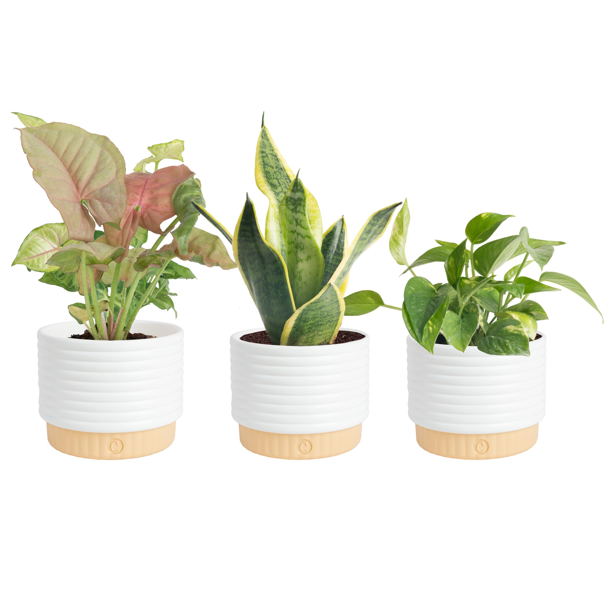 Costa Farms Live Plants (3 Pack), Grower's Choice in Home Décor Indoors Plant Pots Décor