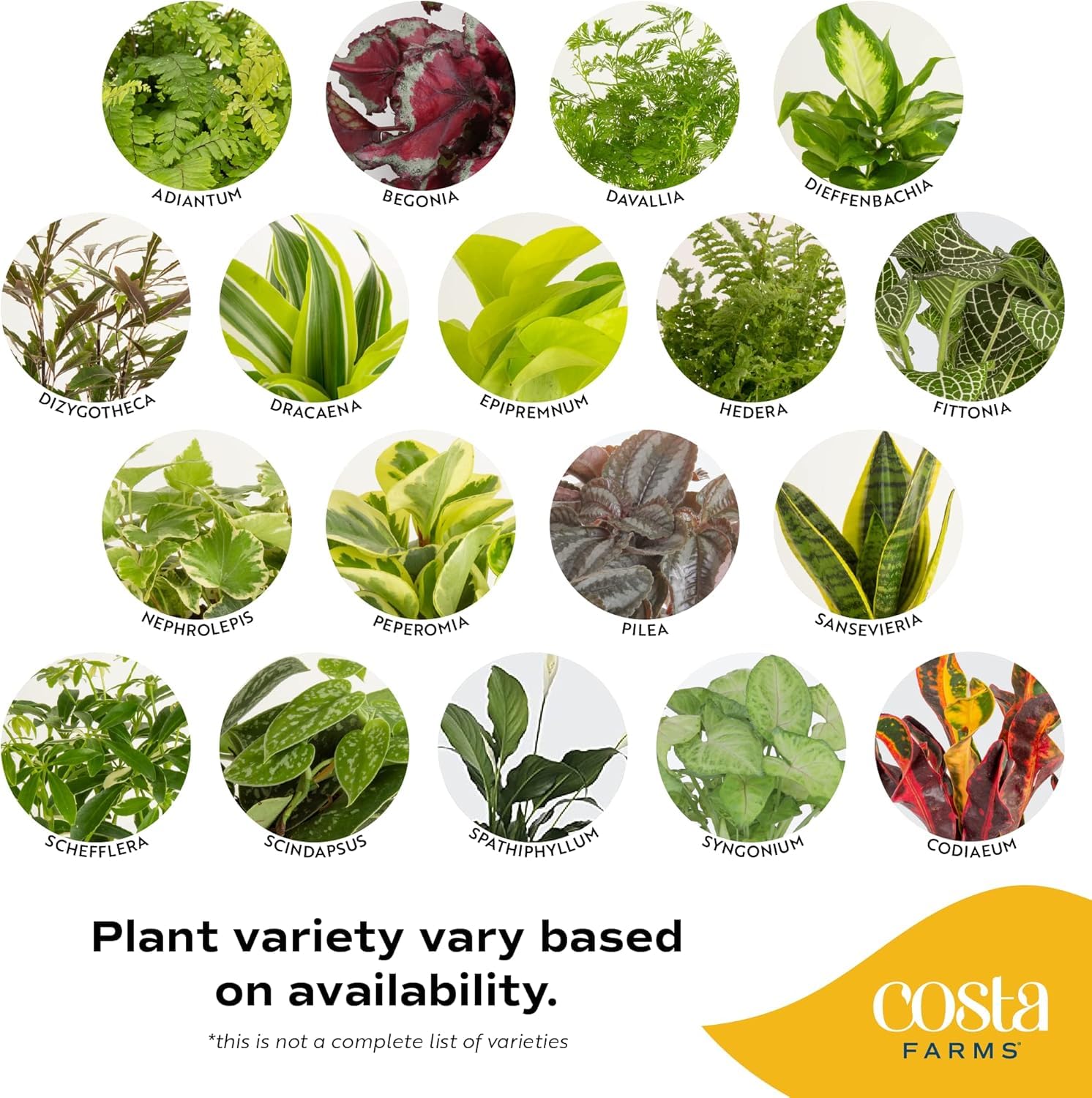 Costa Farms Live Plants (3 Pack), Grower's Choice in Home Décor Indoors Plant Pots Décor