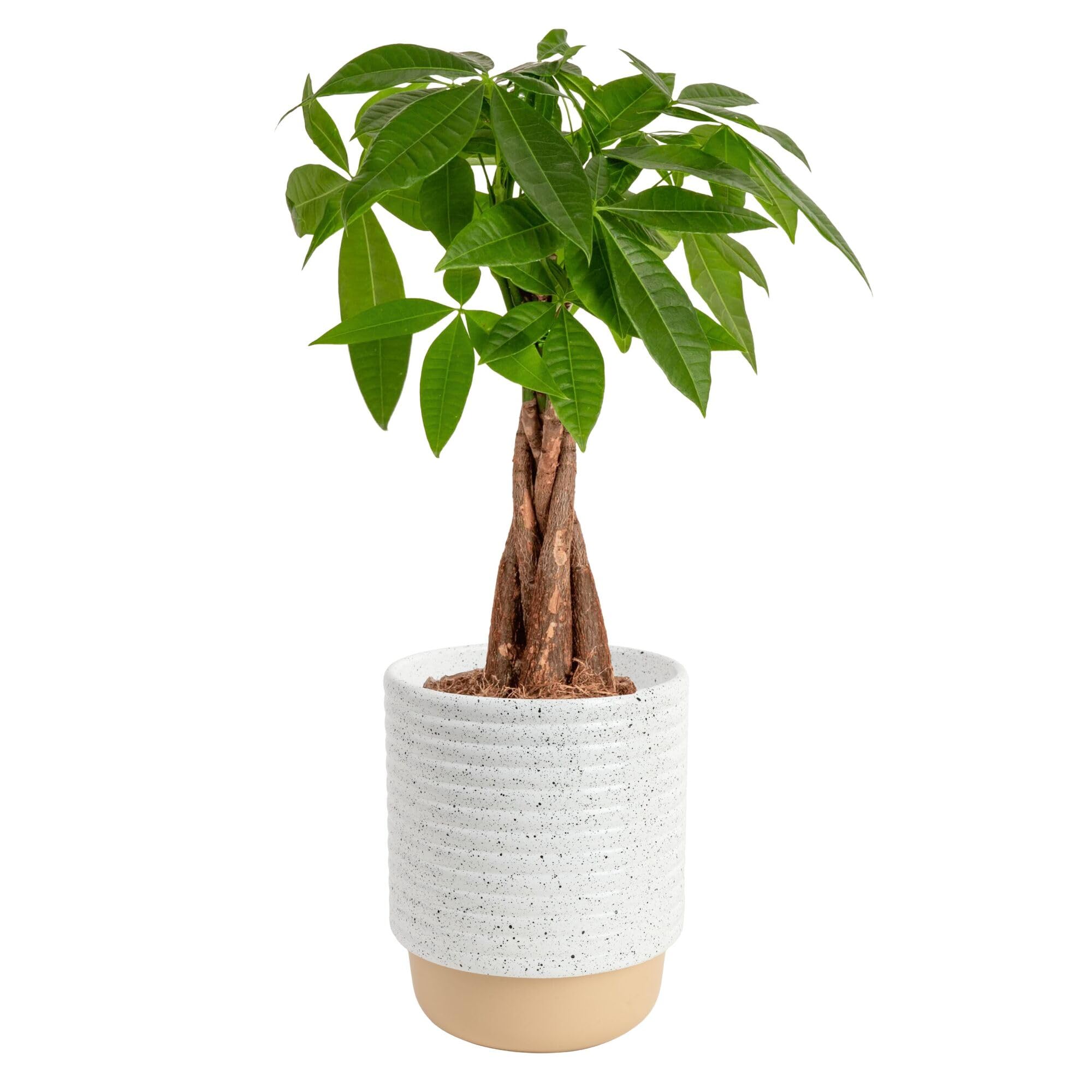 Costa Farms Money Tree Small Easy to Grow Live Indoor Plant