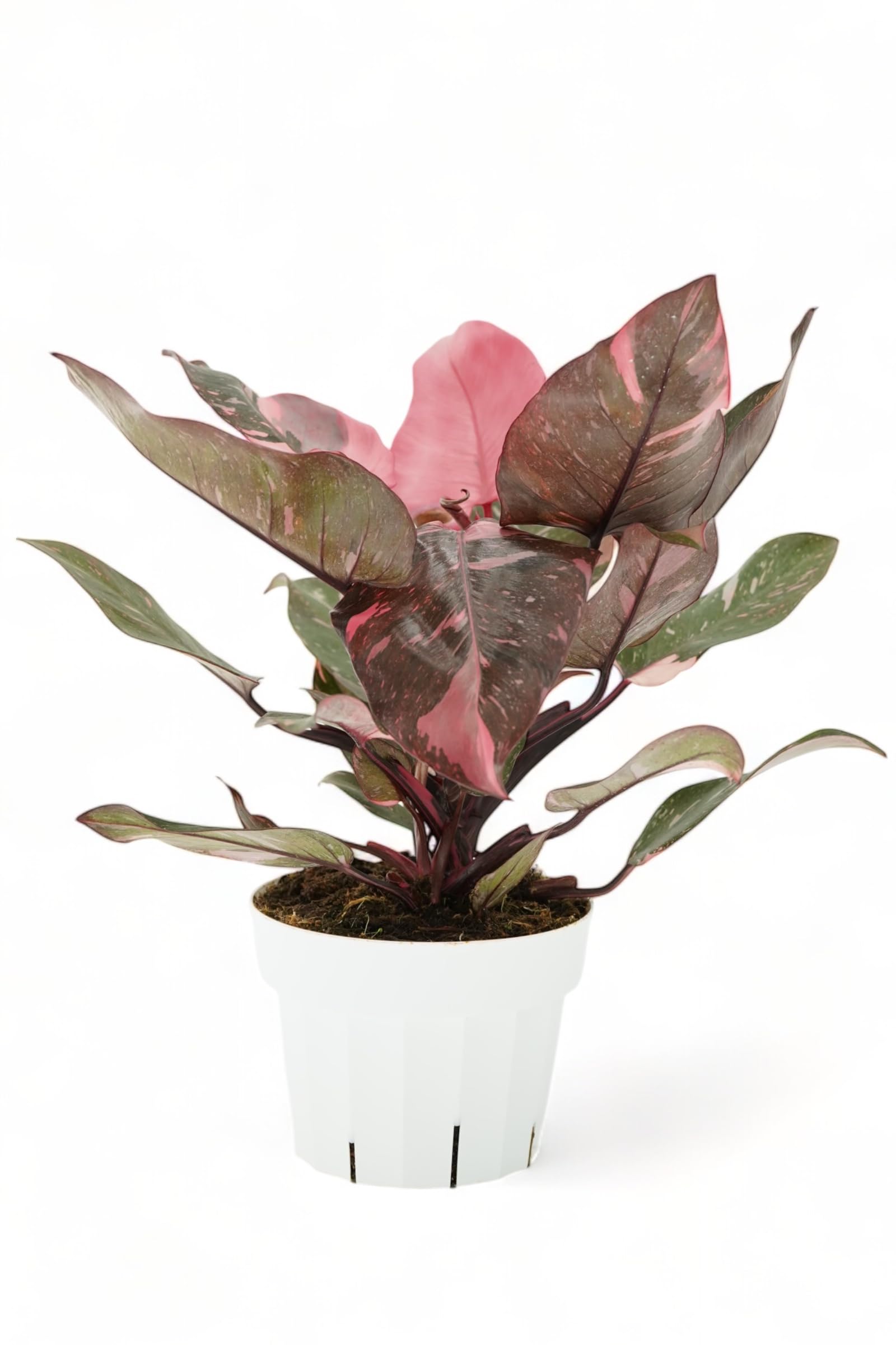 Rattlesnake Calathea Live Indoor Plant