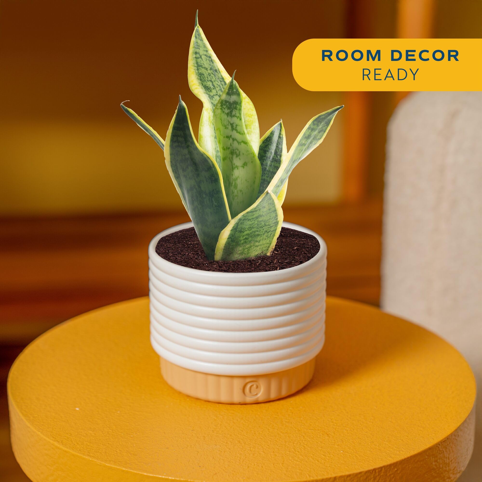 Costa Farms Live Plants (3 Pack), Grower's Choice in Home Décor Indoors Plant Pots Décor