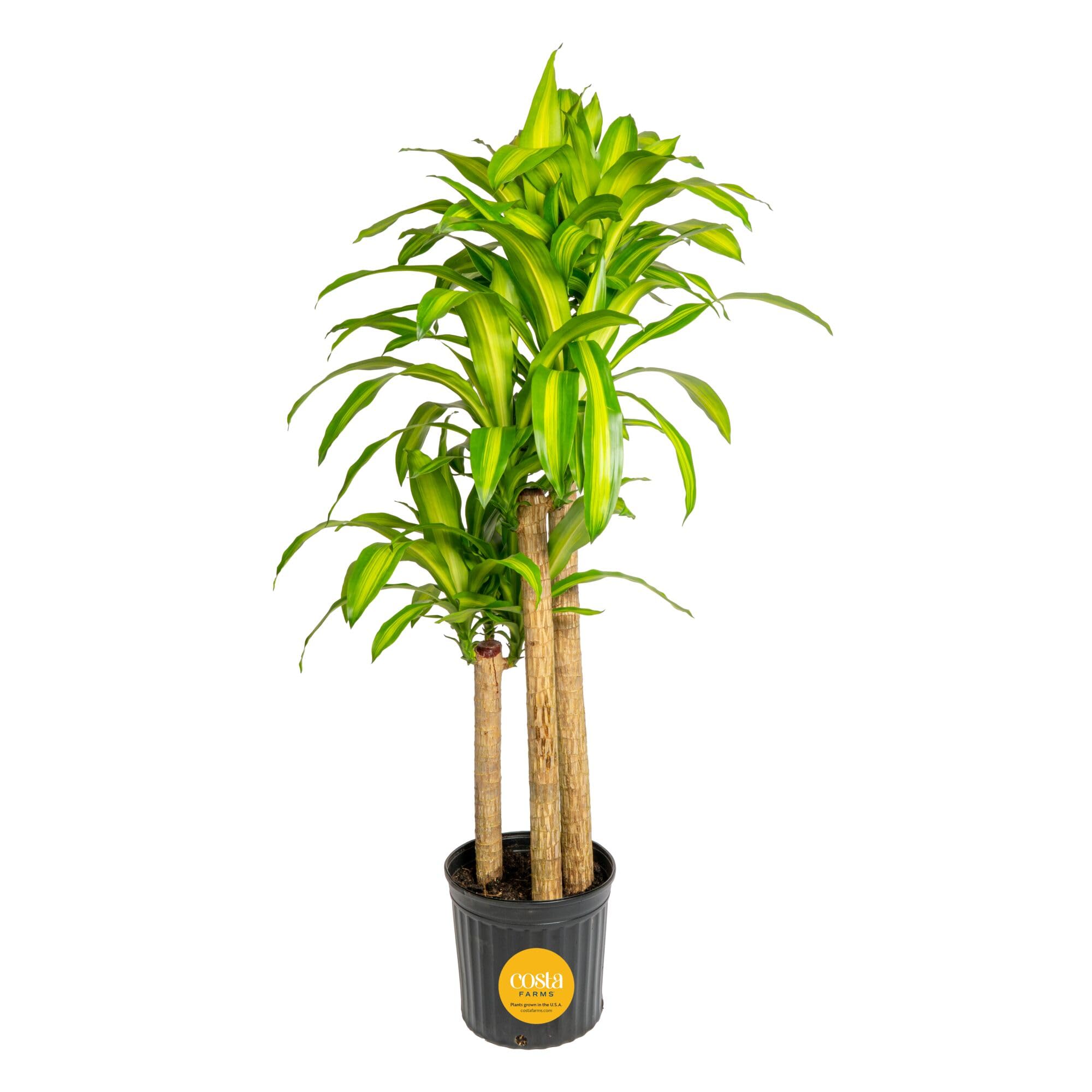Costa Farms Dracaena Mass Cane Extra Large Live Indoor Plant