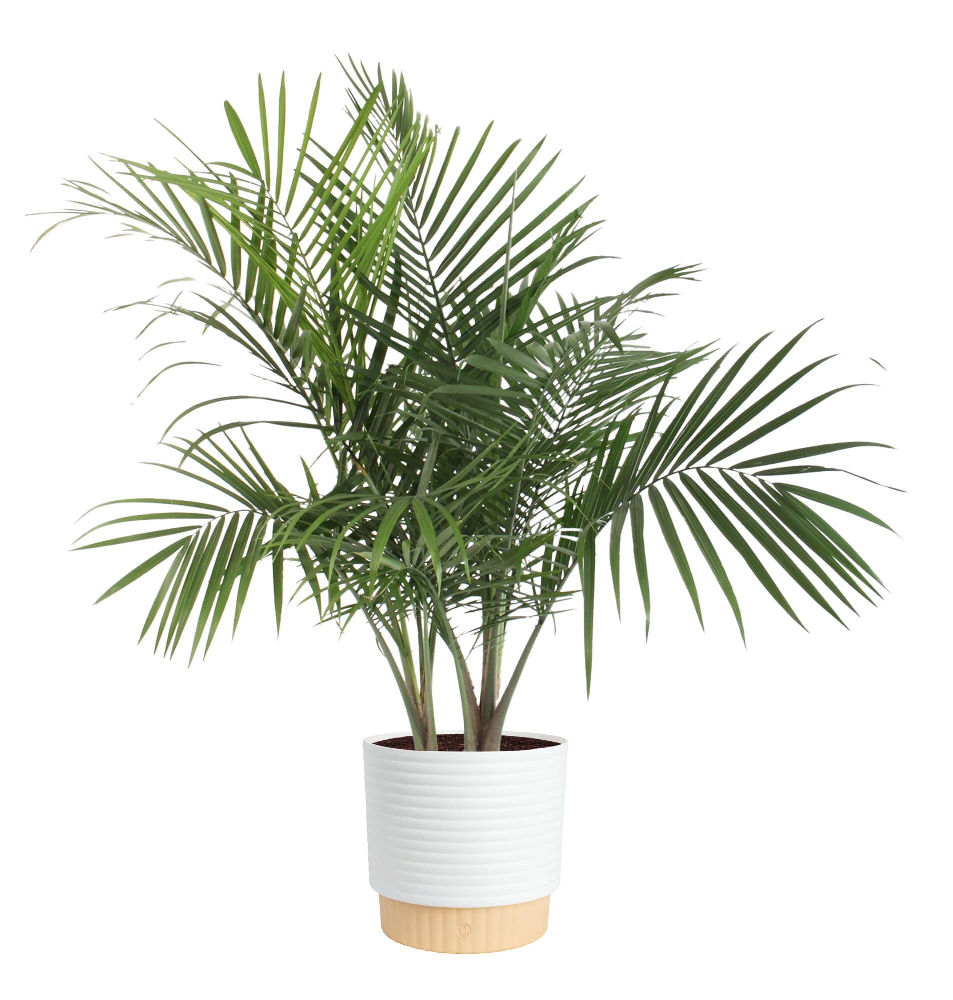 Costa Farms Cat Palm Live Plant in Decorative Pot