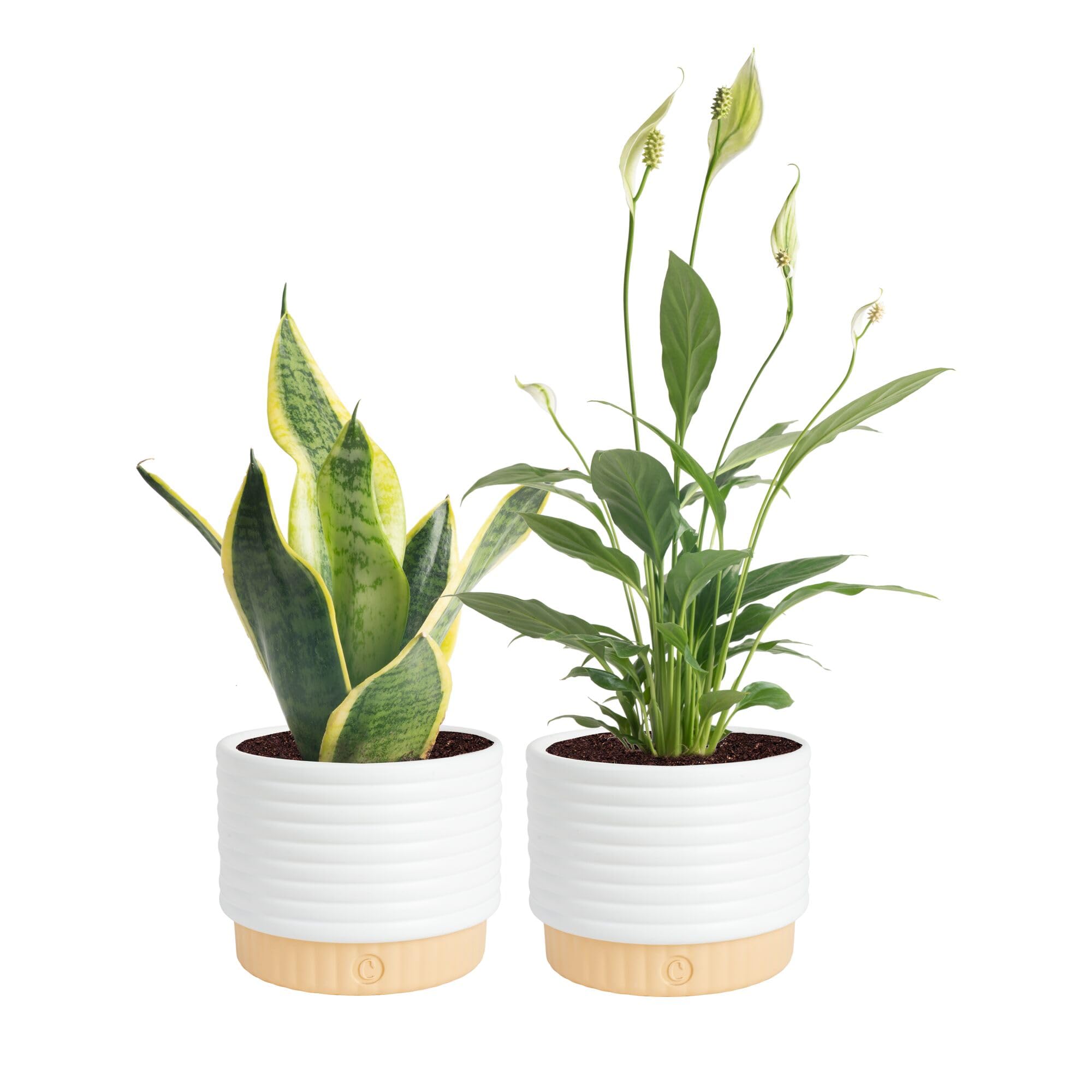 Costa Farms Live Plants (3 Pack), Grower's Choice in Home Décor Indoors Plant Pots Décor