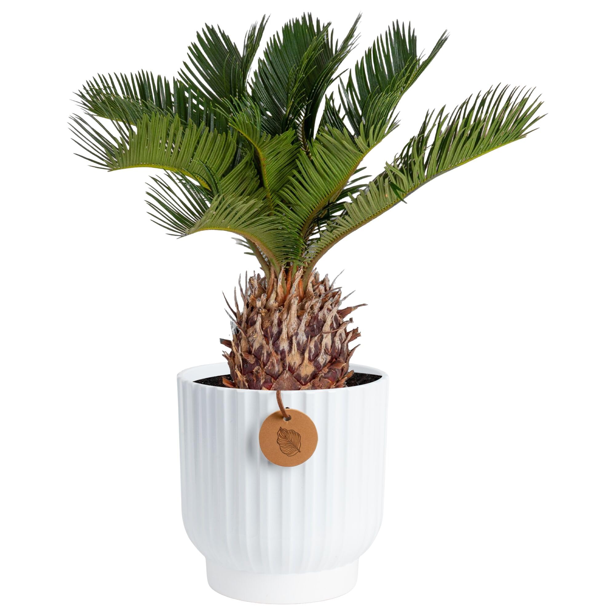 Costa Farms Cat Palm Live Plant in Decorative Pot