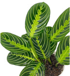 Lemon Lime Maranta Prayer Plant in White Pot