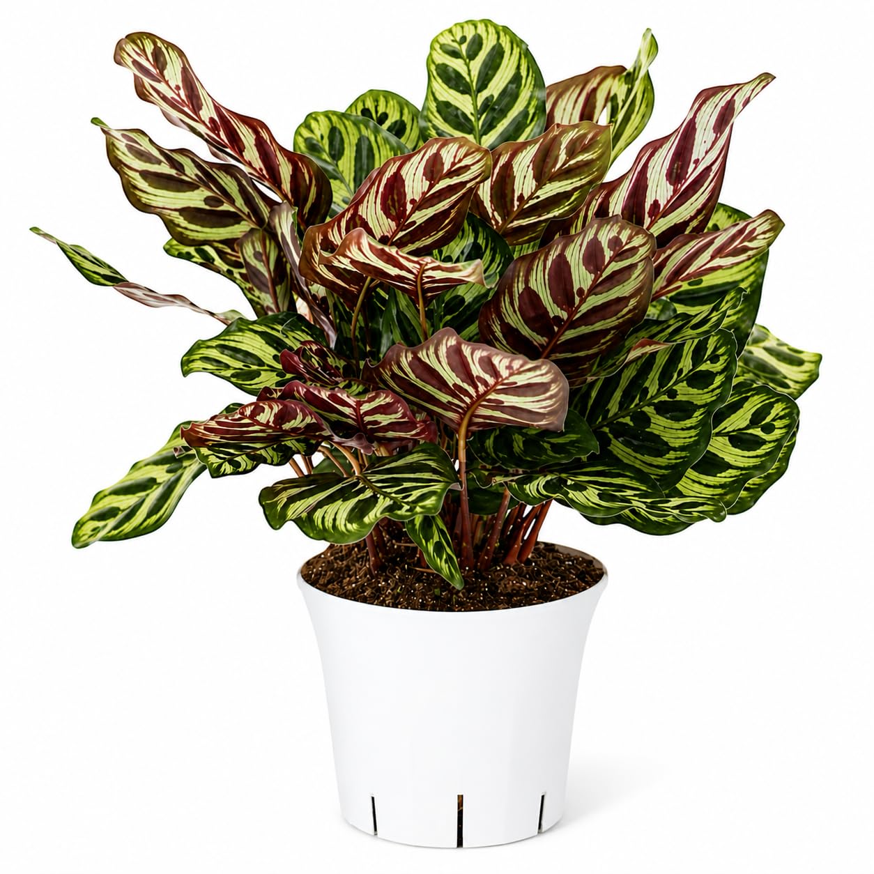 Rattlesnake Calathea Live Indoor Plant