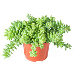 4inch Live Succulent