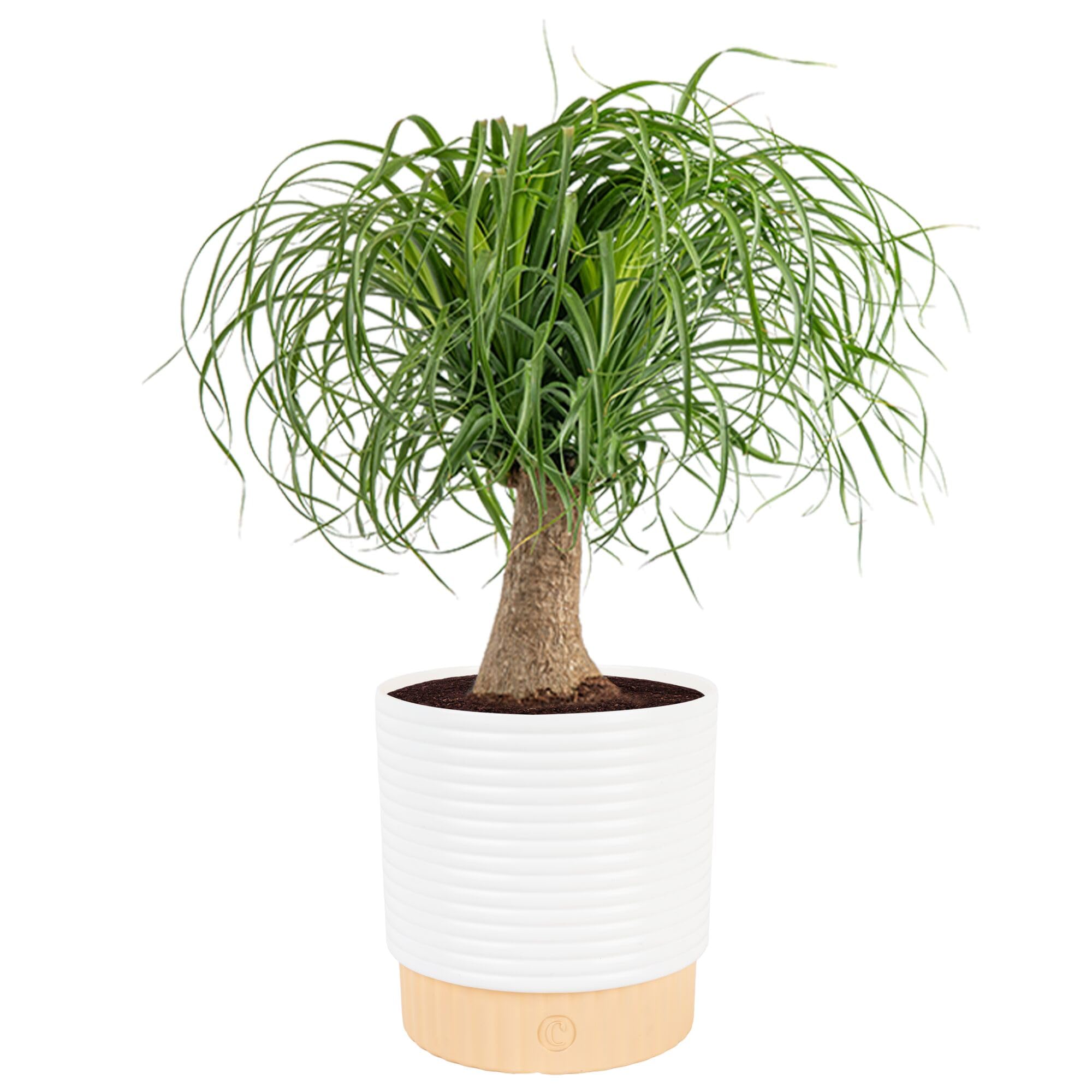 Costa Farms Cat Palm Live Plant in Decorative Pot
