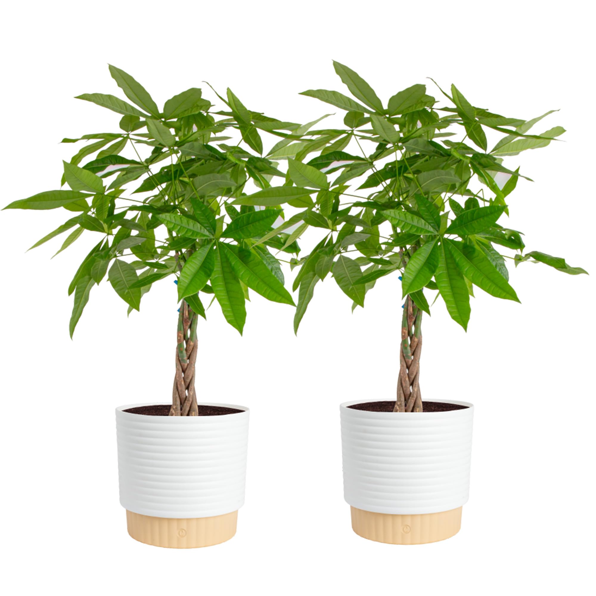 Costa Farms Money Tree Small Easy to Grow Live Indoor Plant
