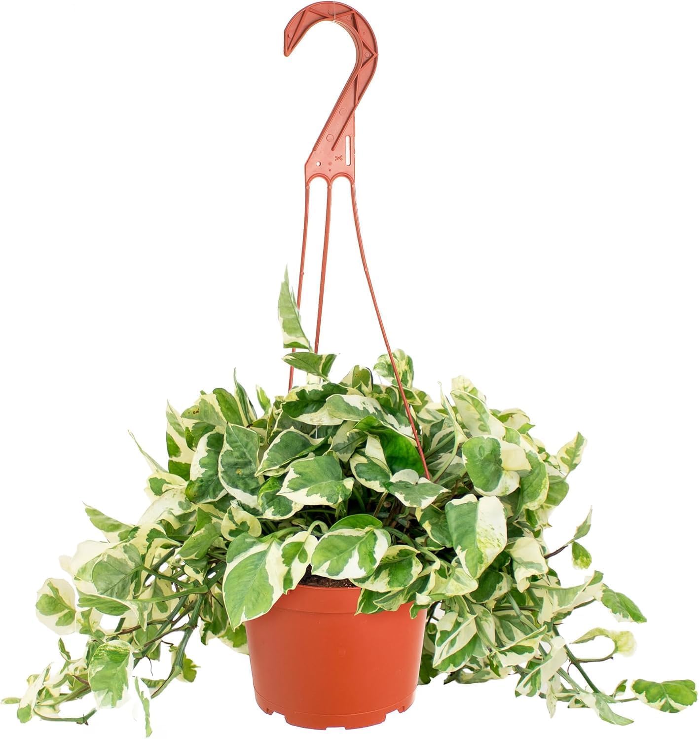 Live Trailing Houseplant in 6-Inch Pot