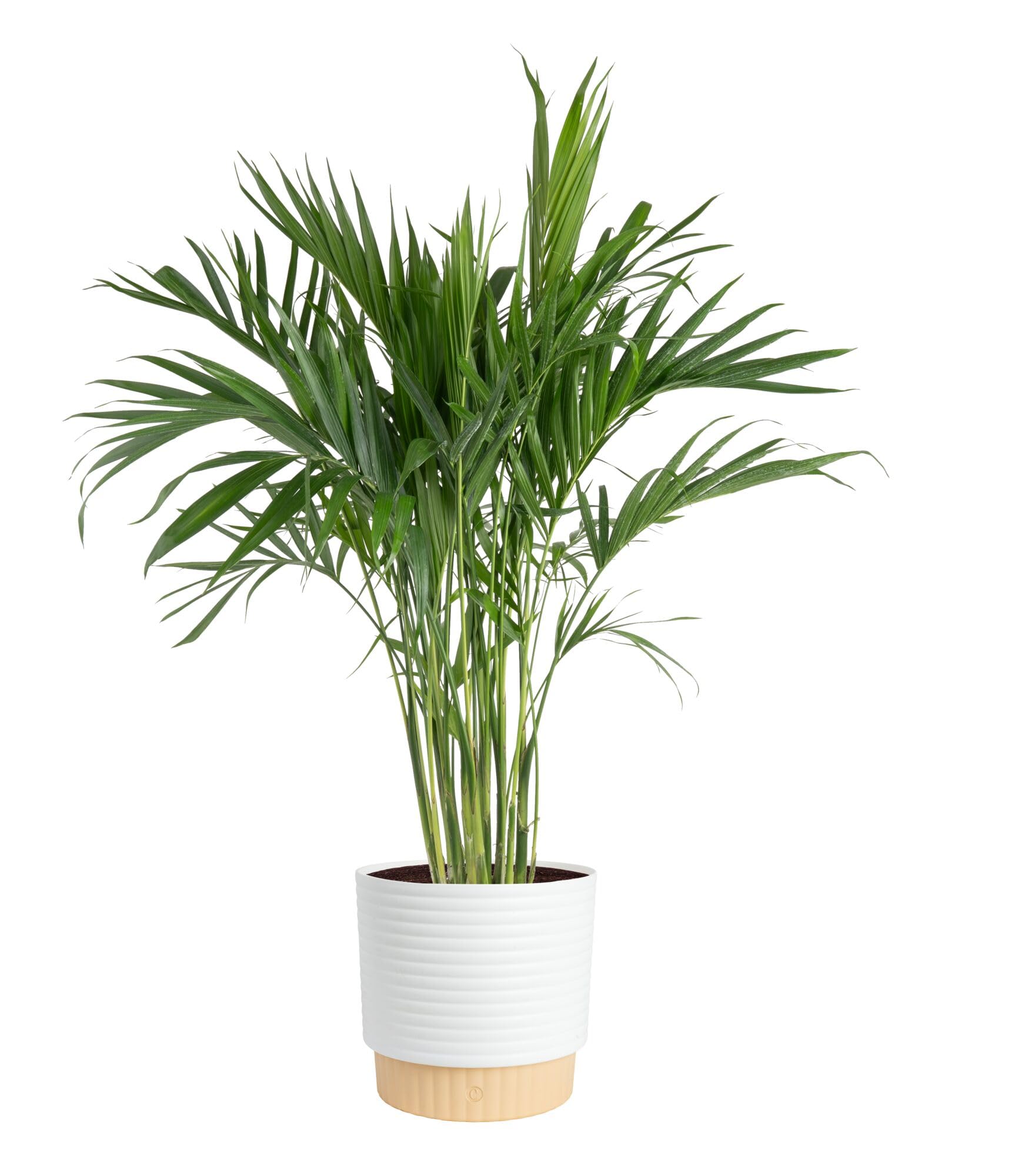 Costa Farms Cat Palm Live Plant in Decorative Pot