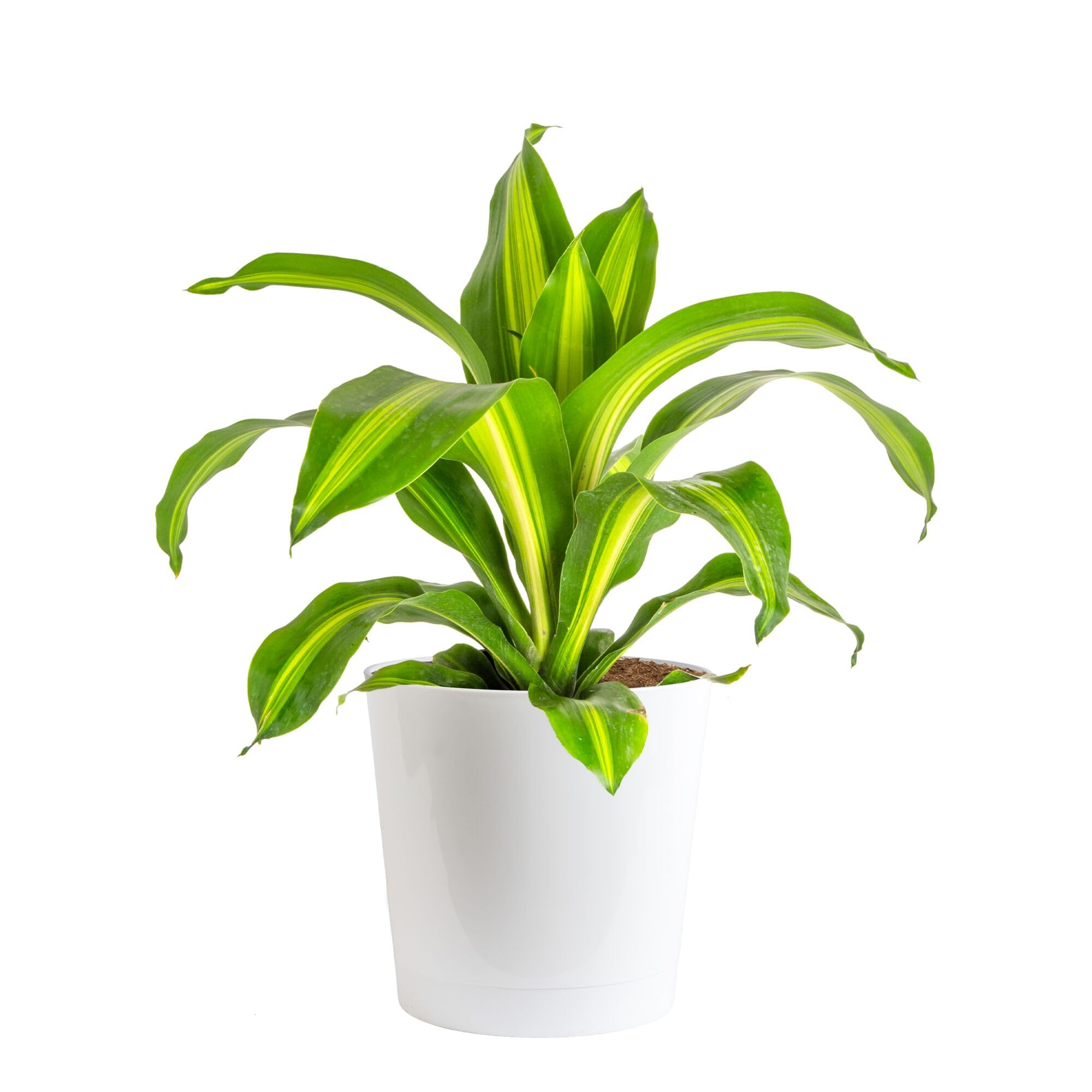 Costa Farms Dracaena Mass Cane Extra Large Live Indoor Plant