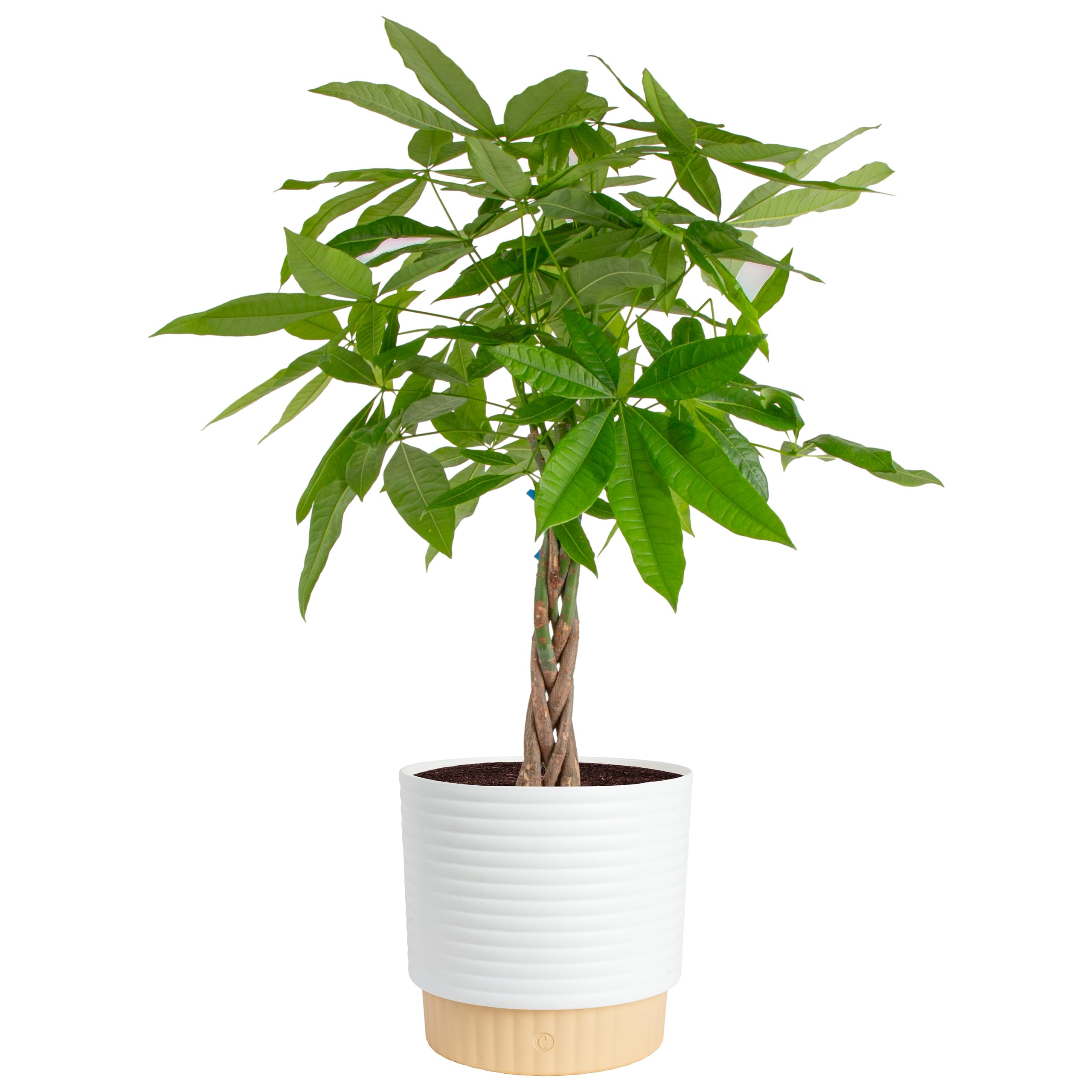 Costa Farms Money Tree Small Easy to Grow Live Indoor Plant
