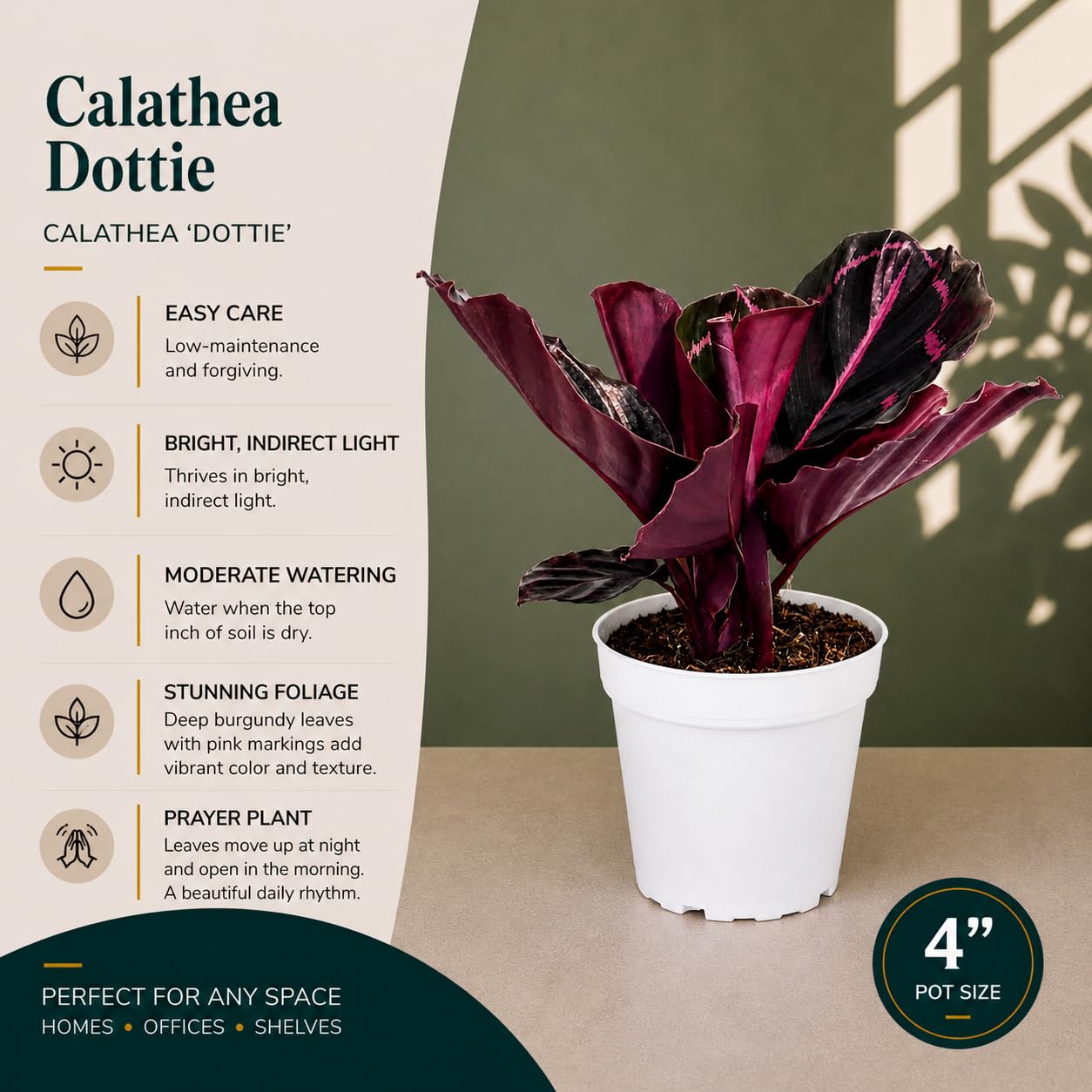 Rattlesnake Calathea Live Indoor Plant