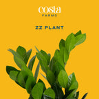Costa Farms