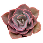 4inch Live Succulent