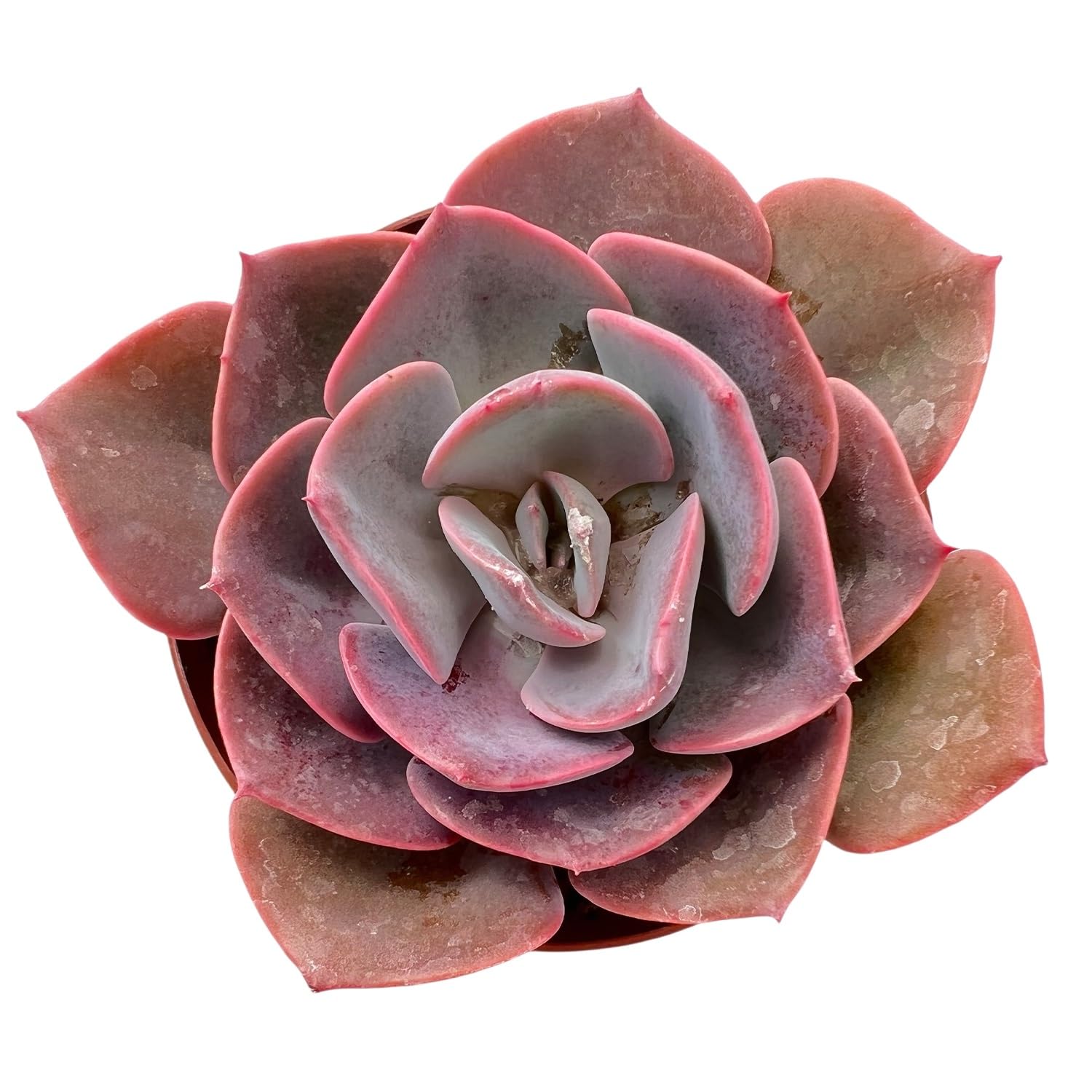 4inch Live Succulent