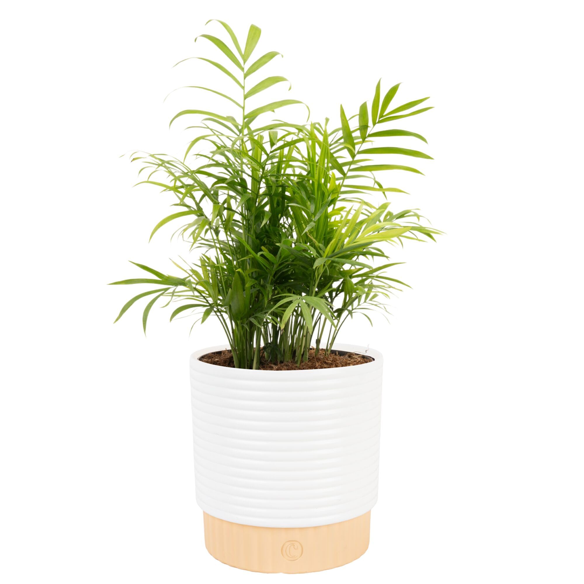 Costa Farms Cat Palm Live Plant in Decorative Pot
