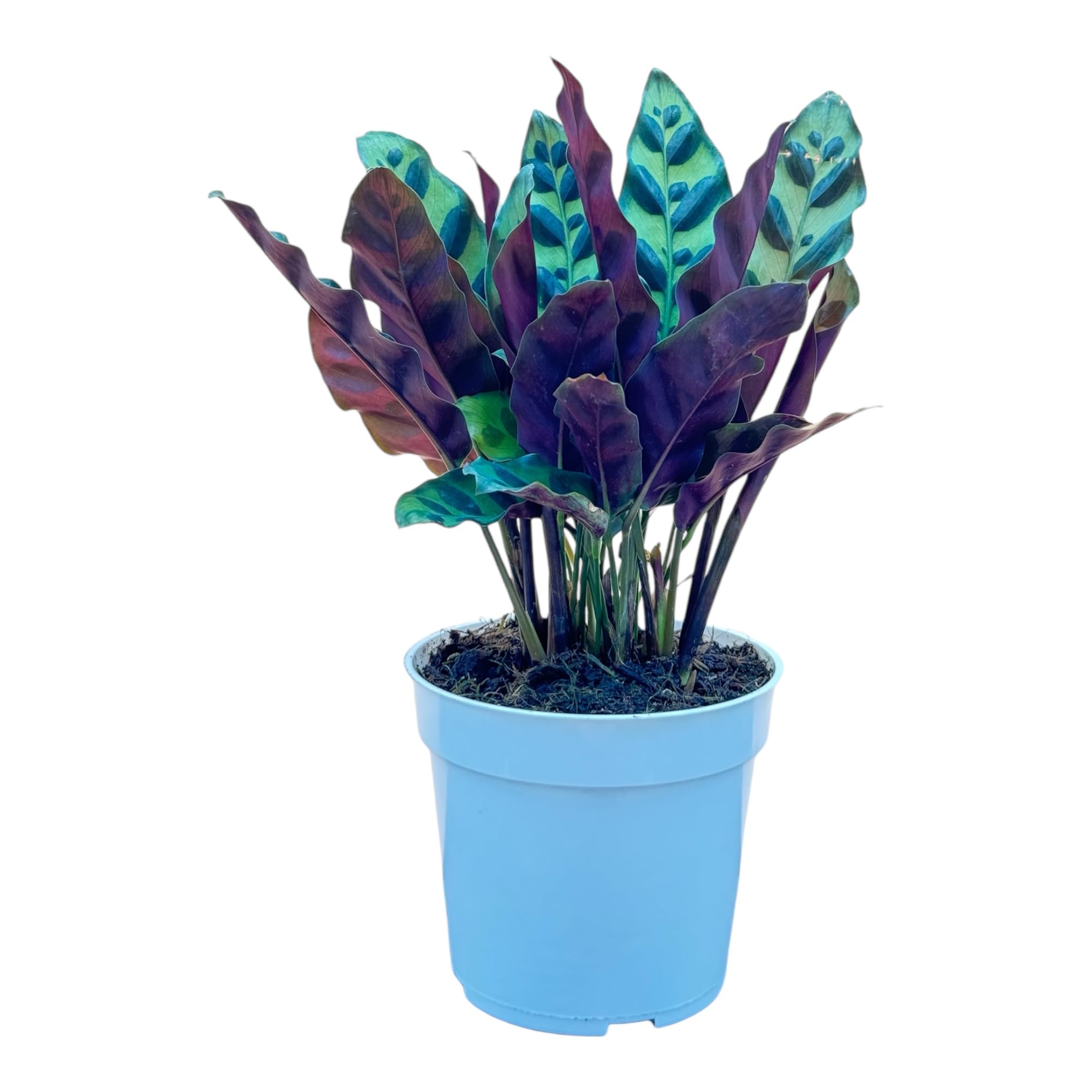 Rattlesnake Calathea Live Indoor Plant