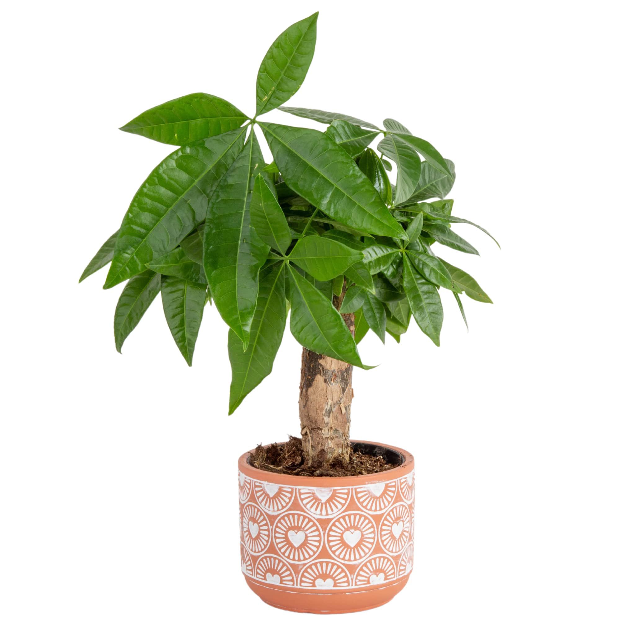Costa Farms Money Tree Small Easy to Grow Live Indoor Plant
