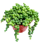 4inch Live Succulent