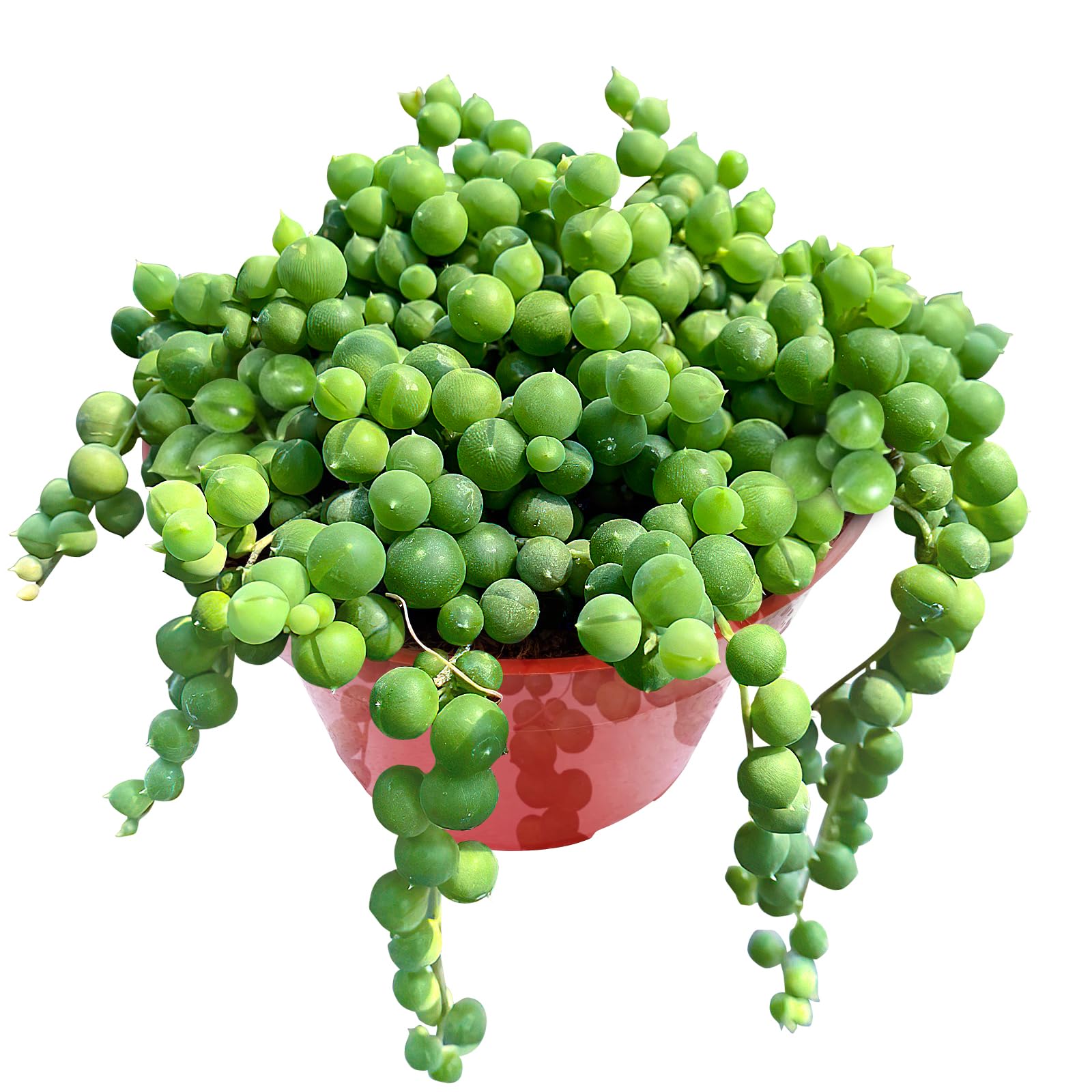 4inch Live Succulent