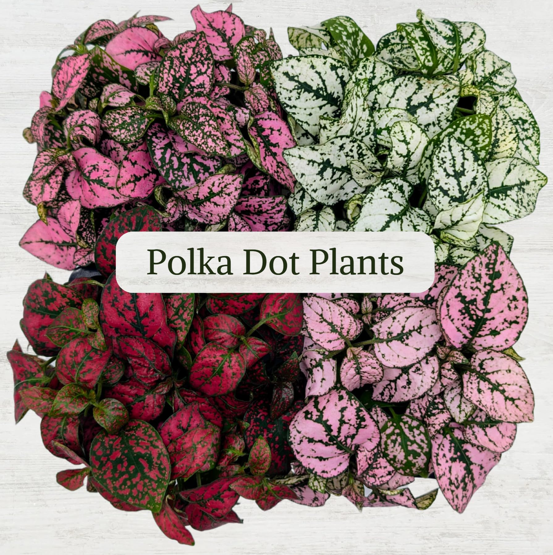 4-Pack Polka Dot Live Houseplant Collection