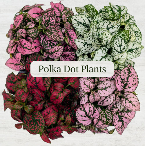4-Pack Polka Dot Live Houseplant Collection
