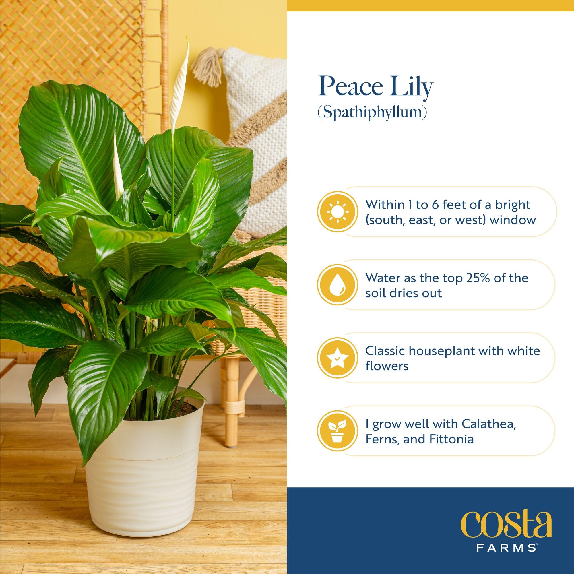 Costa Farms