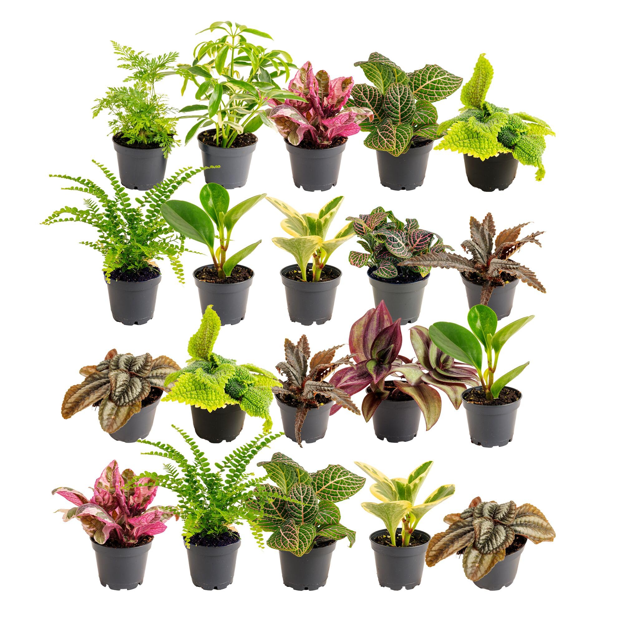 Costa Farms Live Plants (3 Pack), Grower's Choice in Home Décor Indoors Plant Pots Décor