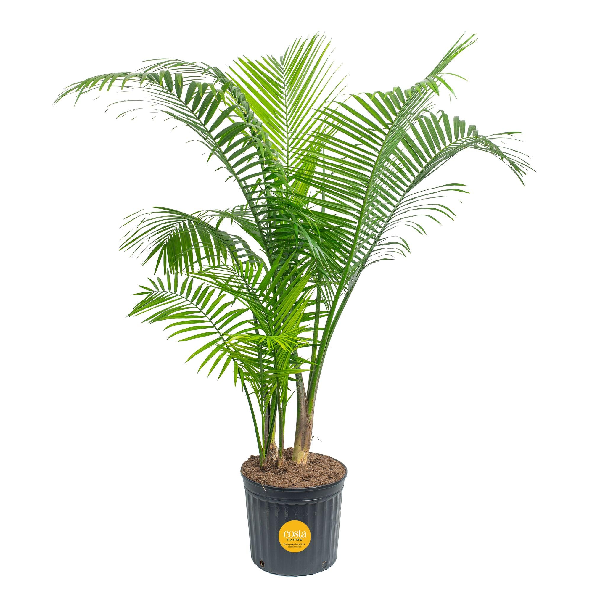 Costa Farms Cat Palm Live Plant in Decorative Pot