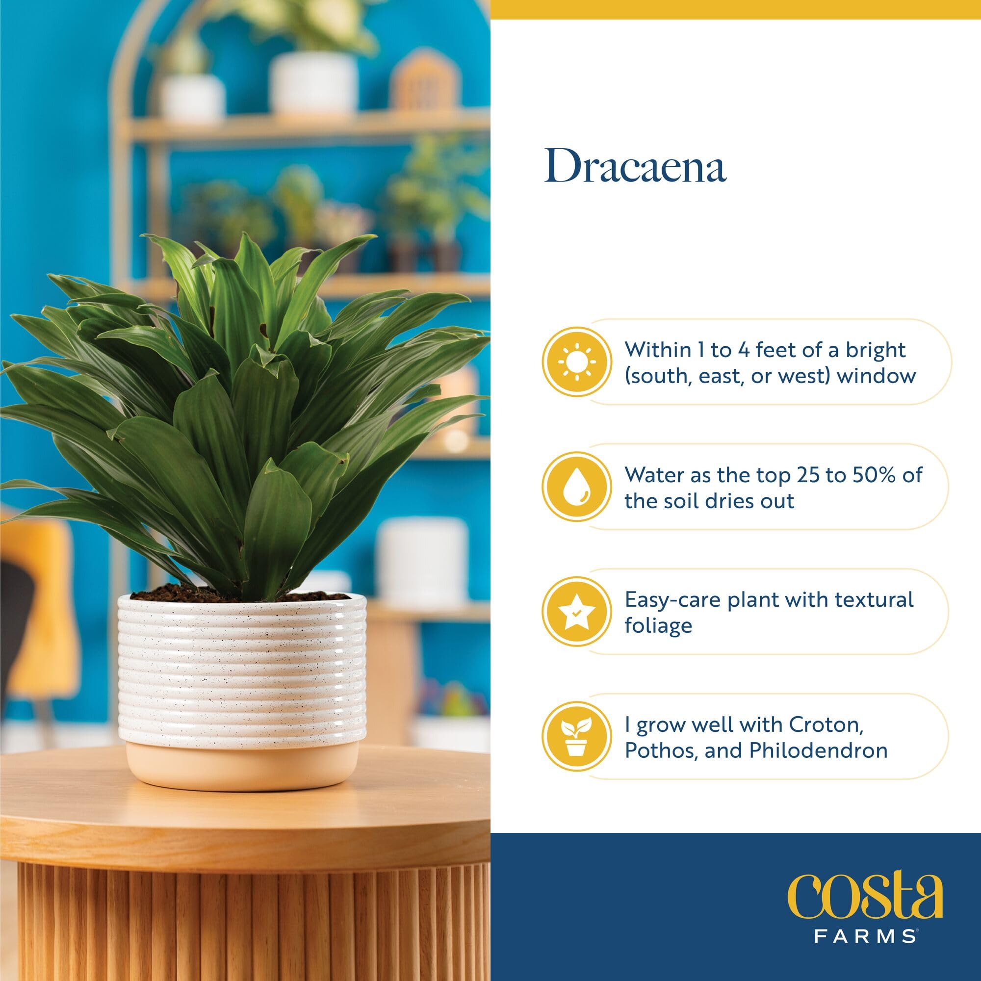 Costa Farms Dracaena Mass Cane Extra Large Live Indoor Plant
