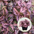 4-Pack Polka Dot Live Houseplant Collection